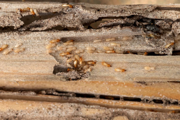Best Residential Pest Control  in Mccook, NE